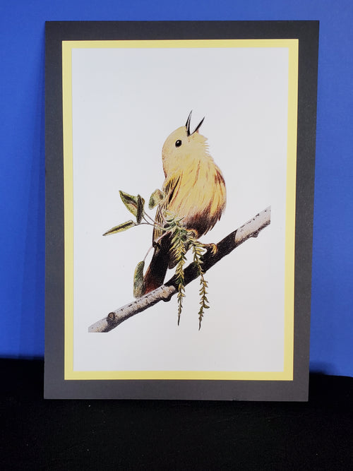Yellow Warbler 4x6 Print